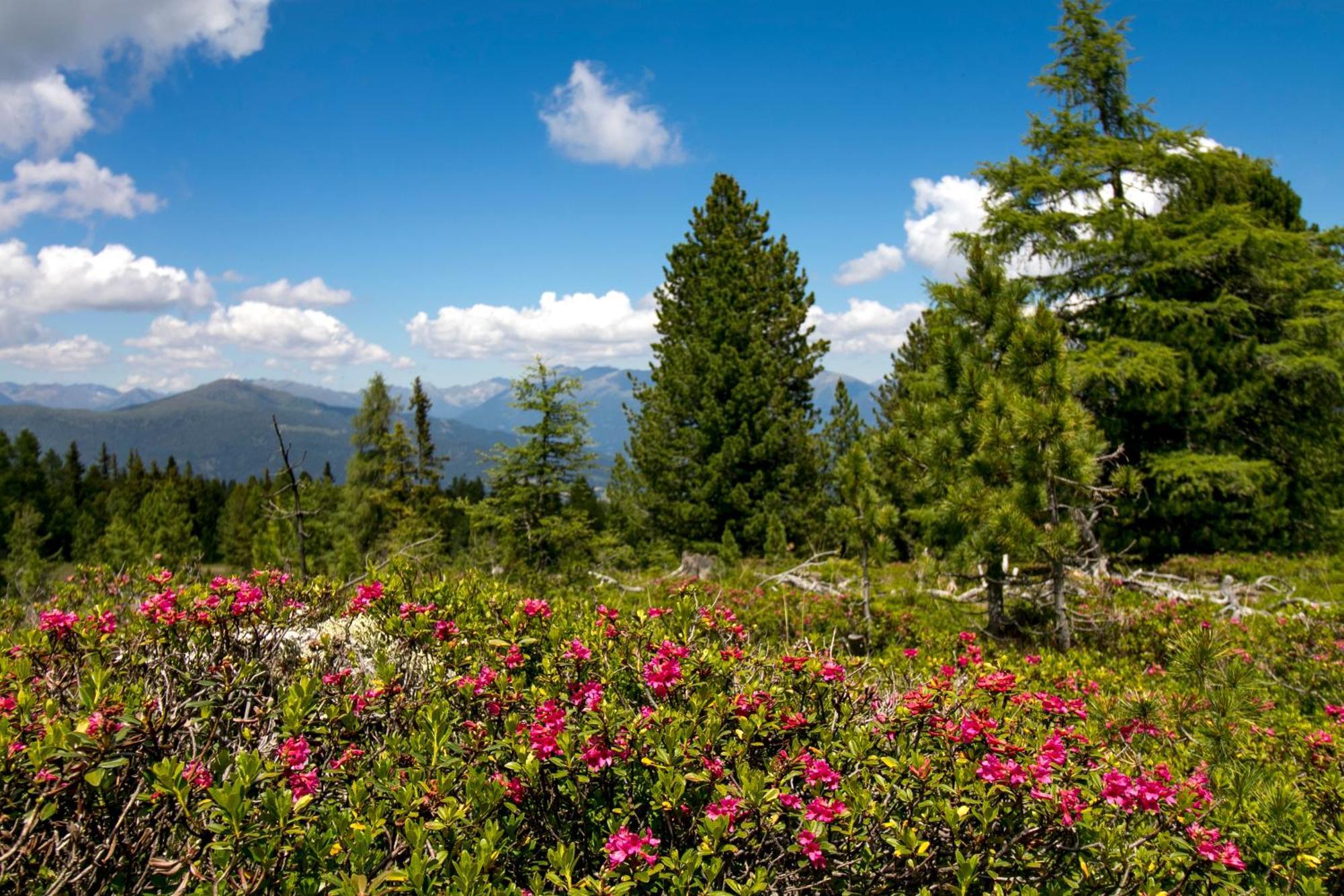 Feriendorf Murau By Alps Resorts Экстерьер фото